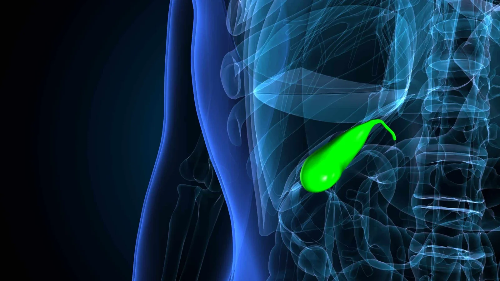 human body organ gallbladder anatomy 3d illustration scaled 1